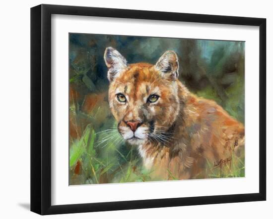 California Cougar-David Stribbling-Framed Art Print