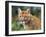 California Cougar-David Stribbling-Framed Art Print