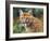 California Cougar-David Stribbling-Framed Art Print