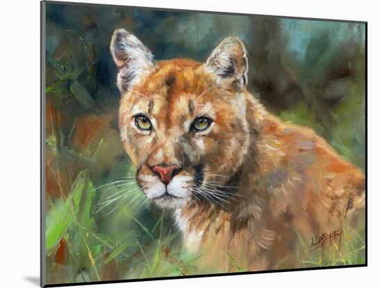 California Cougar-David Stribbling-Mounted Art Print