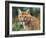 California Cougar-David Stribbling-Framed Art Print