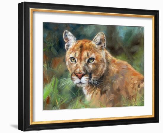 California Cougar-David Stribbling-Framed Art Print