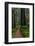 California, Crescent City, Damnation Creek Trail-Joe Restuccia III-Framed Photographic Print