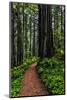 California, Crescent City, Damnation Creek Trail-Joe Restuccia III-Mounted Photographic Print