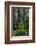 California, Crescent City, Damnation Creek Trail-Joe Restuccia III-Framed Photographic Print