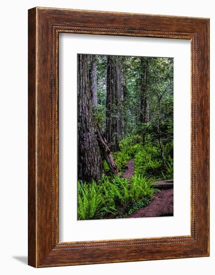 California, Crescent City, Damnation Creek Trail-Joe Restuccia III-Framed Photographic Print