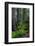 California, Crescent City, Damnation Creek Trail-Joe Restuccia III-Framed Photographic Print