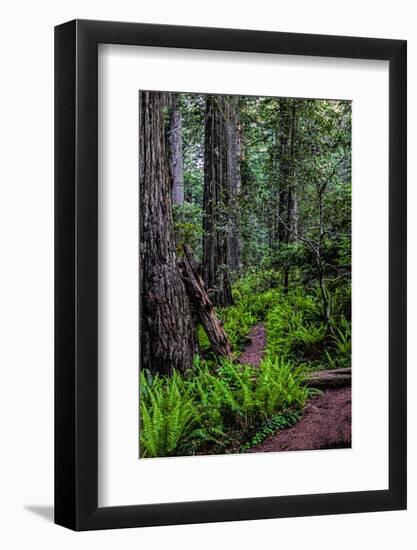 California, Crescent City, Damnation Creek Trail-Joe Restuccia III-Framed Photographic Print