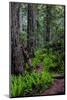 California, Crescent City, Damnation Creek Trail-Joe Restuccia III-Mounted Photographic Print