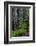 California, Crescent City, Damnation Creek Trail-Joe Restuccia III-Framed Photographic Print