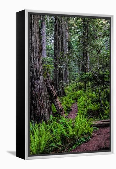 California, Crescent City, Damnation Creek Trail-Joe Restuccia III-Framed Premier Image Canvas