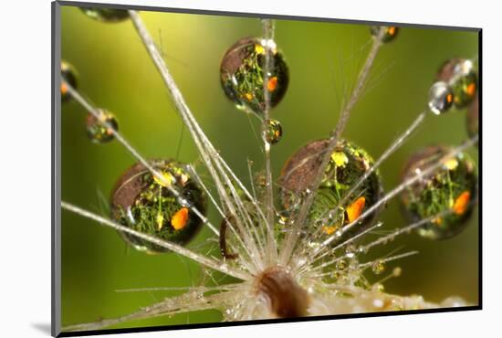 California. Dandelion and Water Droplets-Jaynes Gallery-Mounted Photographic Print