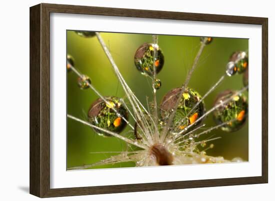 California. Dandelion and Water Droplets-Jaynes Gallery-Framed Photographic Print