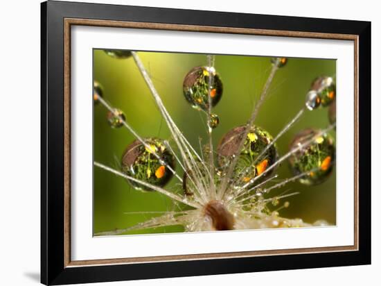California. Dandelion and Water Droplets-Jaynes Gallery-Framed Photographic Print