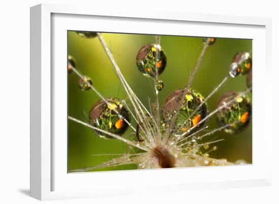 California. Dandelion and Water Droplets-Jaynes Gallery-Framed Photographic Print