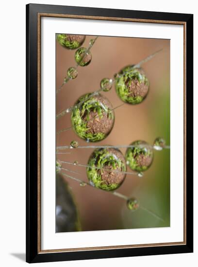 California. Dandelion and Water Droplets-Jaynes Gallery-Framed Photographic Print