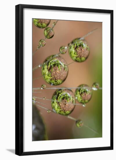 California. Dandelion and Water Droplets-Jaynes Gallery-Framed Photographic Print