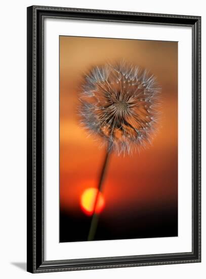 California. Dandelion at Sunset-Jaynes Gallery-Framed Photographic Print