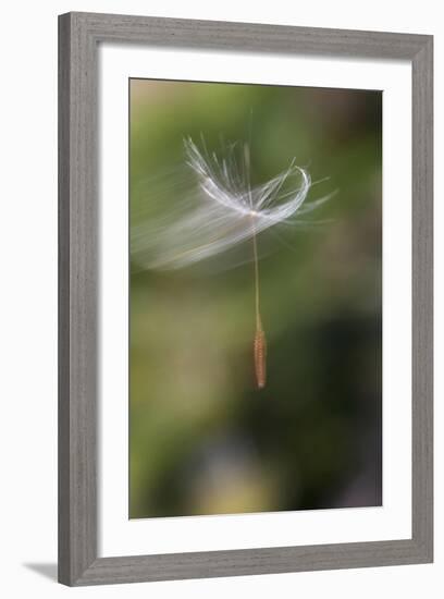 California. Dandelion Blowing in the Wind-Jaynes Gallery-Framed Photographic Print