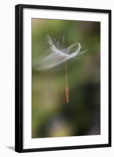 California. Dandelion Blowing in the Wind-Jaynes Gallery-Framed Photographic Print