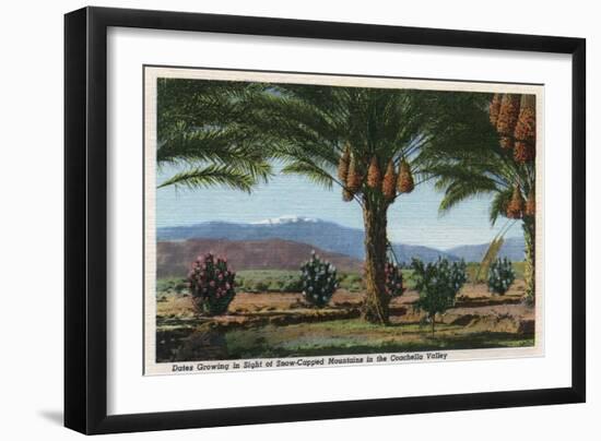 California - Dates Growing in the Coachella Valley-Lantern Press-Framed Art Print