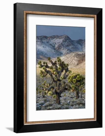 California. Death Valley National Park. Joshua Trees in the Snow, Lee Flat-Judith Zimmerman-Framed Photographic Print