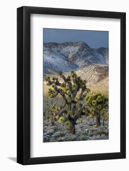 California. Death Valley National Park. Joshua Trees in the Snow, Lee Flat-Judith Zimmerman-Framed Photographic Print