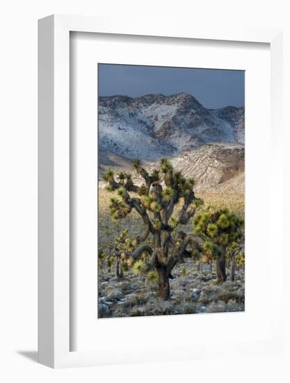 California. Death Valley National Park. Joshua Trees in the Snow, Lee Flat-Judith Zimmerman-Framed Photographic Print