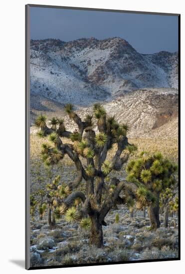 California. Death Valley National Park. Joshua Trees in the Snow, Lee Flat-Judith Zimmerman-Mounted Photographic Print