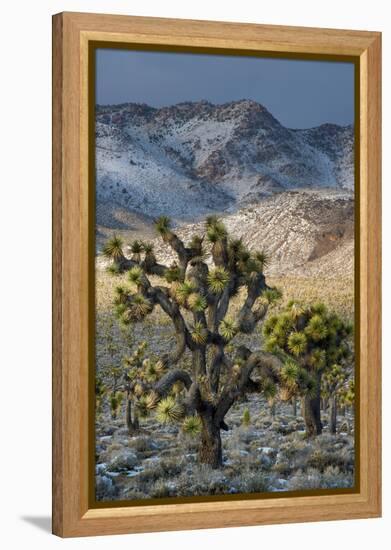 California. Death Valley National Park. Joshua Trees in the Snow, Lee Flat-Judith Zimmerman-Framed Premier Image Canvas
