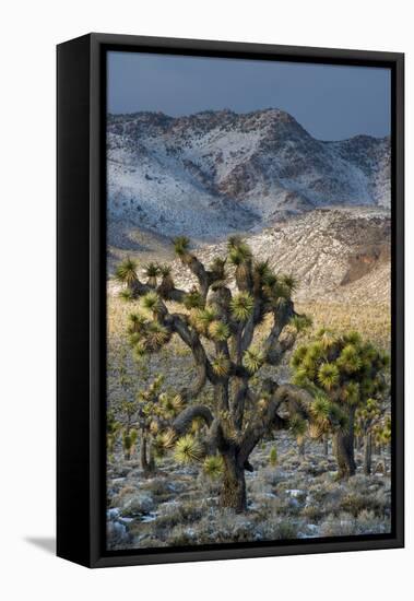 California. Death Valley National Park. Joshua Trees in the Snow, Lee Flat-Judith Zimmerman-Framed Premier Image Canvas