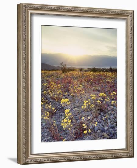 California, Death Valley National Park, Sun Cups at Sunset over Death Valley-Christopher Talbot Frank-Framed Photographic Print