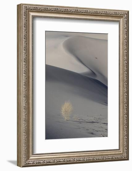 California. Death Valley National Park. Sunset Shadow on Dunes and Lone Plant in Eureka Sand Dunes-Judith Zimmerman-Framed Photographic Print