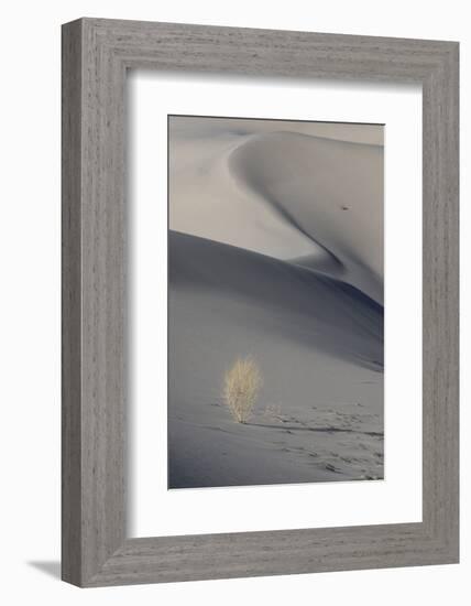 California. Death Valley National Park. Sunset Shadow on Dunes and Lone Plant in Eureka Sand Dunes-Judith Zimmerman-Framed Photographic Print