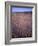 California, Death Valley National Park, Textures-John Barger-Framed Photographic Print