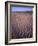 California, Death Valley National Park, Textures-John Barger-Framed Photographic Print