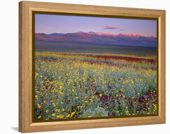 California, Death Valley National Park-John Barger-Framed Premier Image Canvas