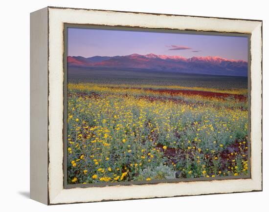 California, Death Valley National Park-John Barger-Framed Premier Image Canvas