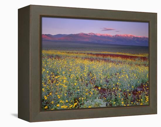 California, Death Valley National Park-John Barger-Framed Premier Image Canvas