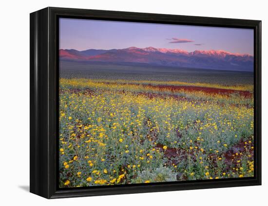 California, Death Valley National Park-John Barger-Framed Premier Image Canvas