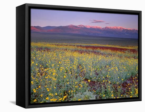 California, Death Valley National Park-John Barger-Framed Premier Image Canvas