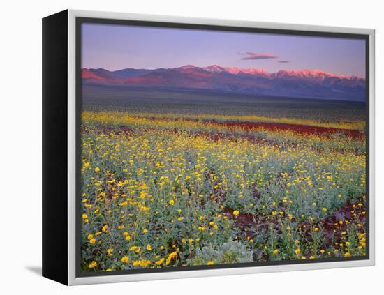 California, Death Valley National Park-John Barger-Framed Premier Image Canvas