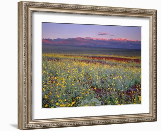 California, Death Valley National Park-John Barger-Framed Photographic Print