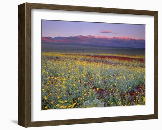 California, Death Valley National Park-John Barger-Framed Photographic Print