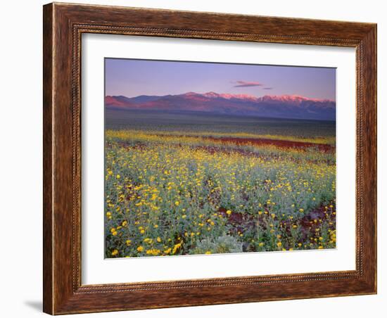 California, Death Valley National Park-John Barger-Framed Photographic Print