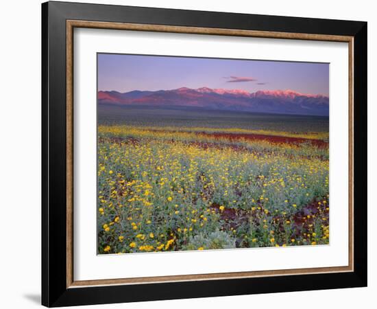 California, Death Valley National Park-John Barger-Framed Photographic Print