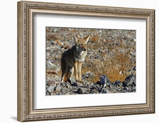 California, Death Valley NP. A Coyote in the Wild at Death Valley-Kymri Wilt-Framed Photographic Print