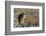 California, Death Valley NP. A Coyote in the Wild at Death Valley-Kymri Wilt-Framed Photographic Print