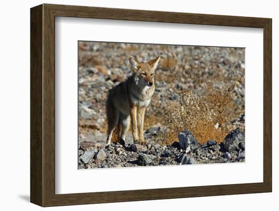 California, Death Valley NP. A Coyote in the Wild at Death Valley-Kymri Wilt-Framed Photographic Print