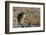 California, Death Valley NP. A Coyote in the Wild at Death Valley-Kymri Wilt-Framed Photographic Print